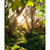 Hamac AMAZONAS Adventure Hammock - coyote